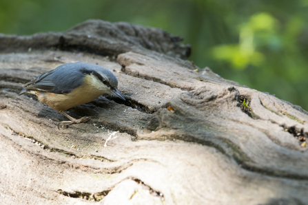 nuthatch