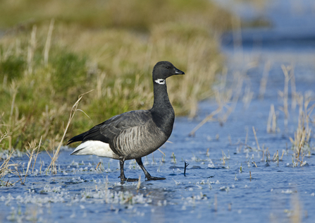 brent goose 