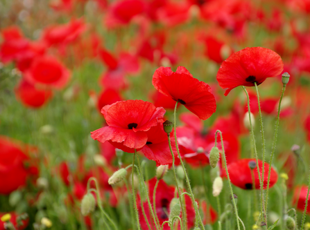 poppies