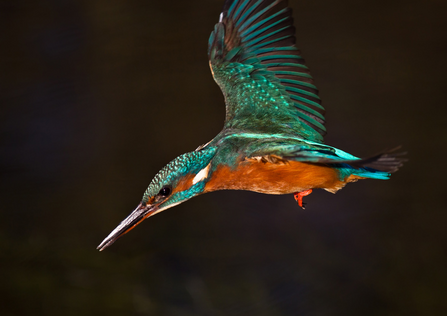 kingfisher