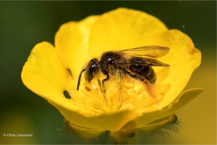 Mining bee