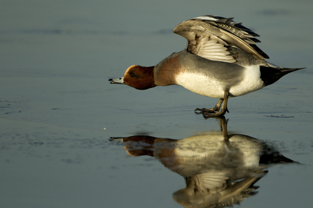 Wigeon