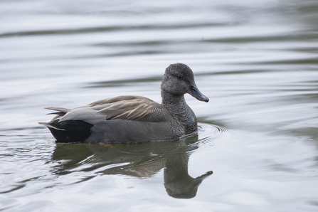 Gadwall