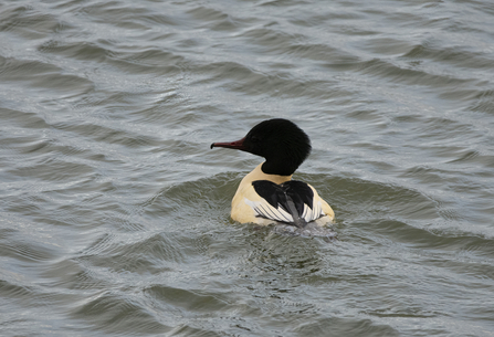 Goosander