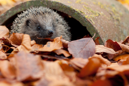 Hedgehog