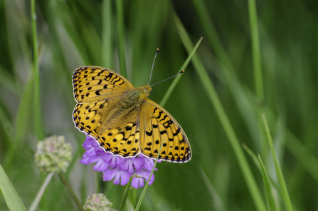 Dark green fritillary