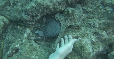 Octopus touching my hand.