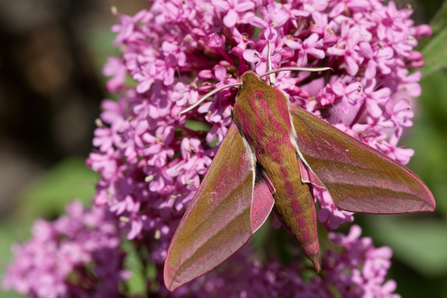 Elephant hawk moth - Vaughn Matthews