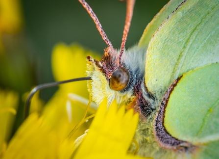 Brimstone butterfly on a cowslip flower