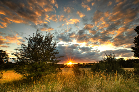 Ash Green Meadow