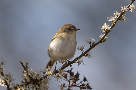 Chiffchaff - Photo: Jon Hawkins Surrey Hills Photography