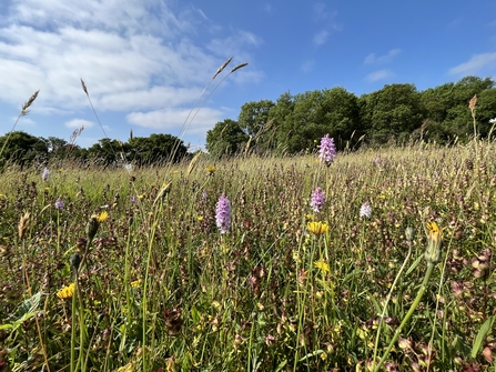 A wildflower meadow with orchids and other flowers 