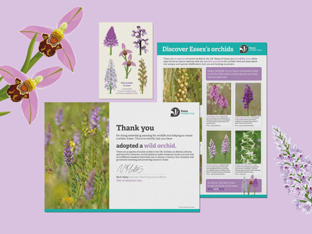 Digital photo of adopt a species certificate, illustration and factfile