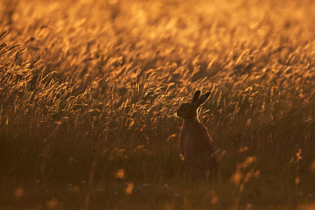 Hare - Photo - Andy Rouse2020VISION