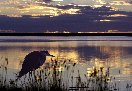 Heron - Photo: Alan Price