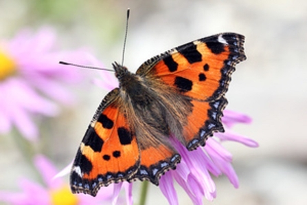 Small Tortoiseshell - Photo: Jim Higham 