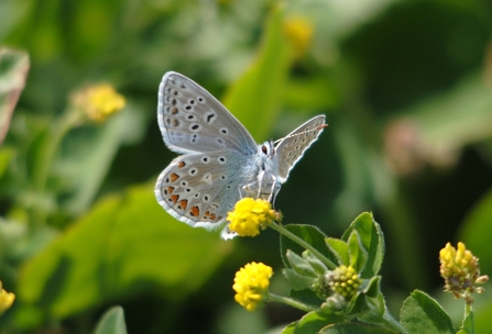 Common Blue Butterfly