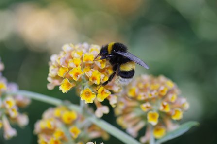 Bumblebee - Gillian Day