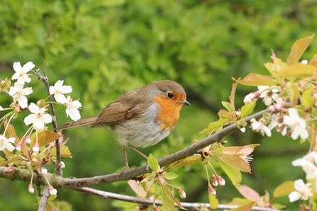 Robin in memory of Tony Carter