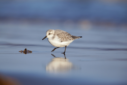 Sanderling - Credit Neil Aldridge