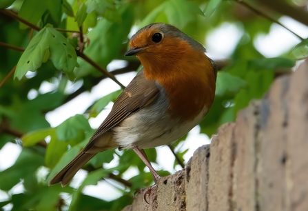 Robin