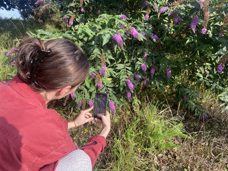 Person taking a photo of a butterfly 