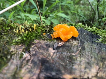 Witch's butter fungi on wood 