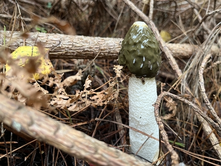 Stinkhorn mushroom in woodland