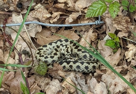 Adder