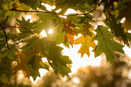 Autumn Leaves - Photo: Jon Hawkins Surrey Hills Photography