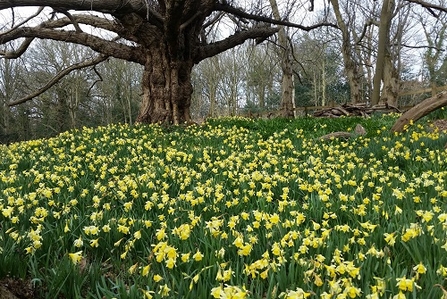 Spring flowers at Warley Place nature reserve