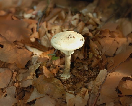 Death cap in the woodland