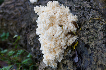 Coral tooth fungus growing at Fingringhoe Wick