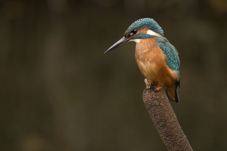 Kingfisher - Credit - Rob Bates