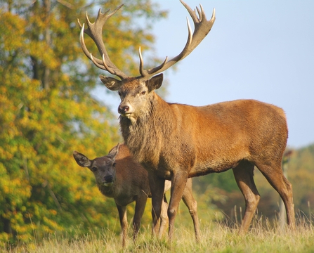 Red deer