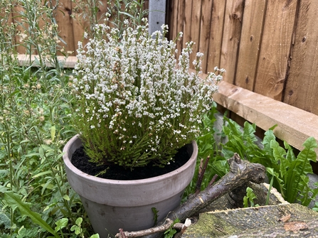 winter heather planted in garden by log pile