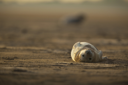 Grey Seal - Photo: Neil Aldridge