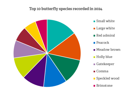 A pie chart showing the top 10 butterfly species recorded in Essex in 2024.