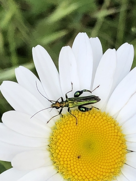 Swollen thighed beetle sits on mayweed flower