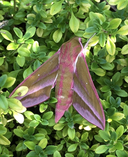 Elephant hawk moth sits in a green shrub