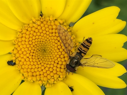 Marmalade hoverfly sits on corn marigold