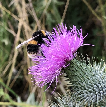 Buff-tailed bumblebee on spear thistle