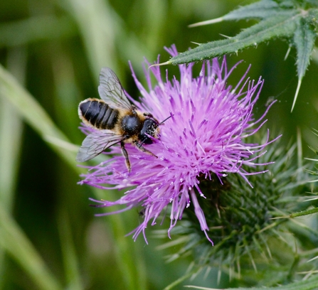 Patchwork leafcutter bee on a spear thistle