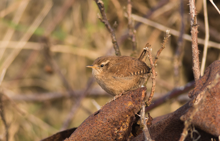 A wren sits on a branch