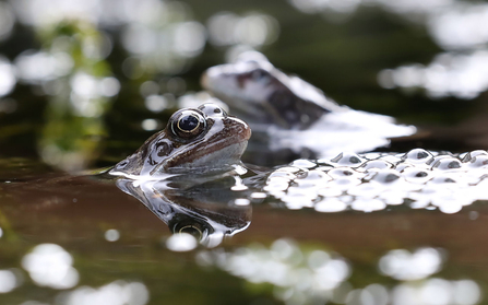 Common frogs