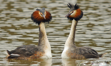 Great-crested grebes