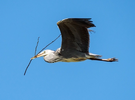 Grey heron