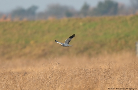 Hen harrier