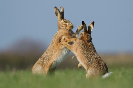 Boxing hares 