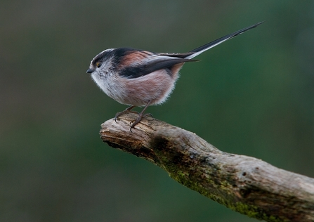 Long-tailed tit